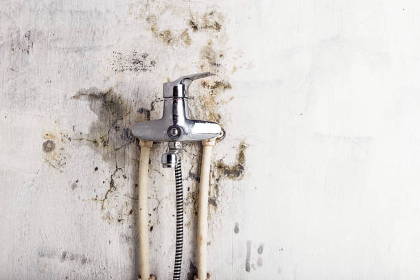 Best Mold Remediation Services  in Emmett, ID
