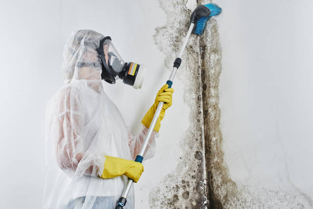 Certified Mold Removal in Emmett, ID