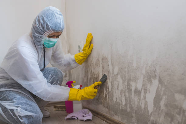 Office Mold Removal Services in Emmett, ID