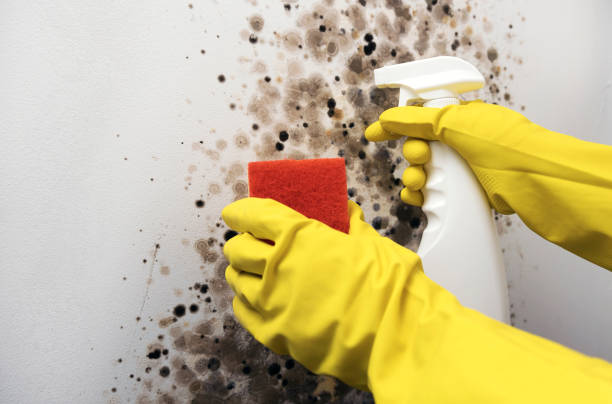 Best Mold Testing  in Emmett, ID