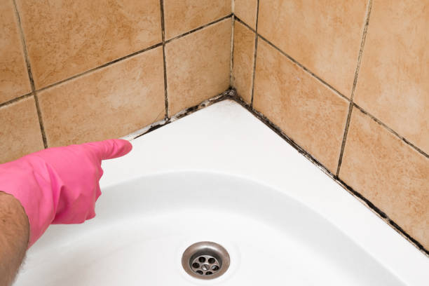 Professional Mold Removal in Emmett, ID